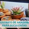 sustrato akadama para suculentas y cactus