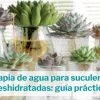 terapia de agua para suculentas
