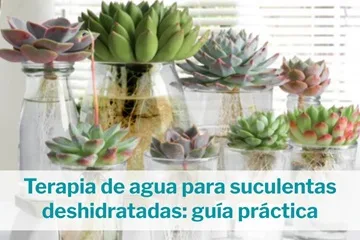 terapia de agua para suculentas